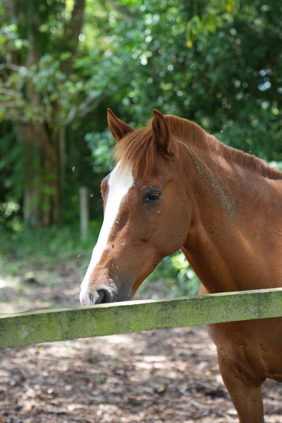 Caballo de la meditación con caballos